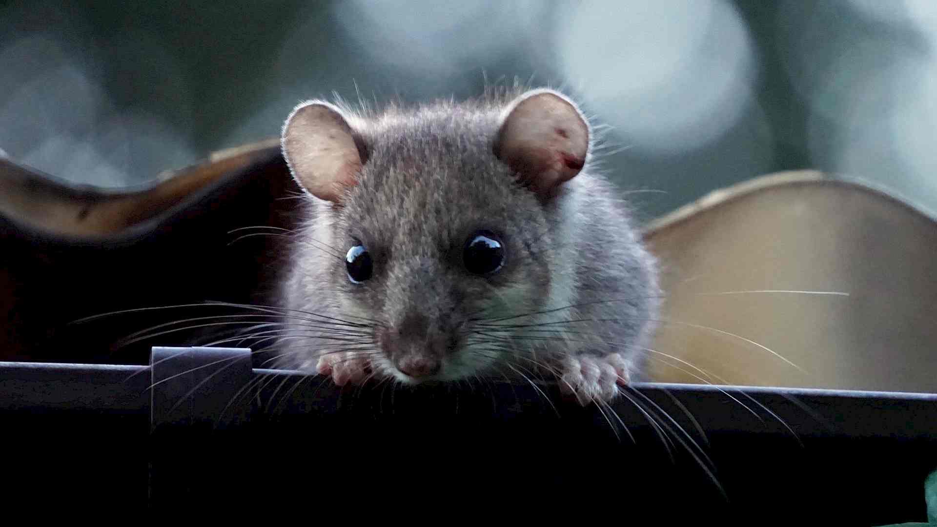 Was macht eigentlich der Siebenschläfer übers Jahr? Headerbild