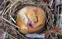 Haselmaus