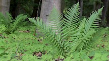 Ein prächtiger Wurmfarn im Wald. Wurmfarn