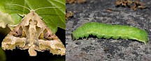 Die Achateule ist erst eine grüne Raupe und dann ein bräunlicher Nachtfalter. Achateule Raupe und Falter