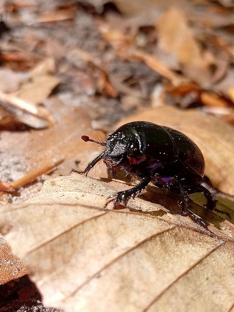 Was macht eigentlich der Waldmistkäfer übers Jahr?