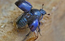 Waldmistkäfer mit geöffneten Flügeln