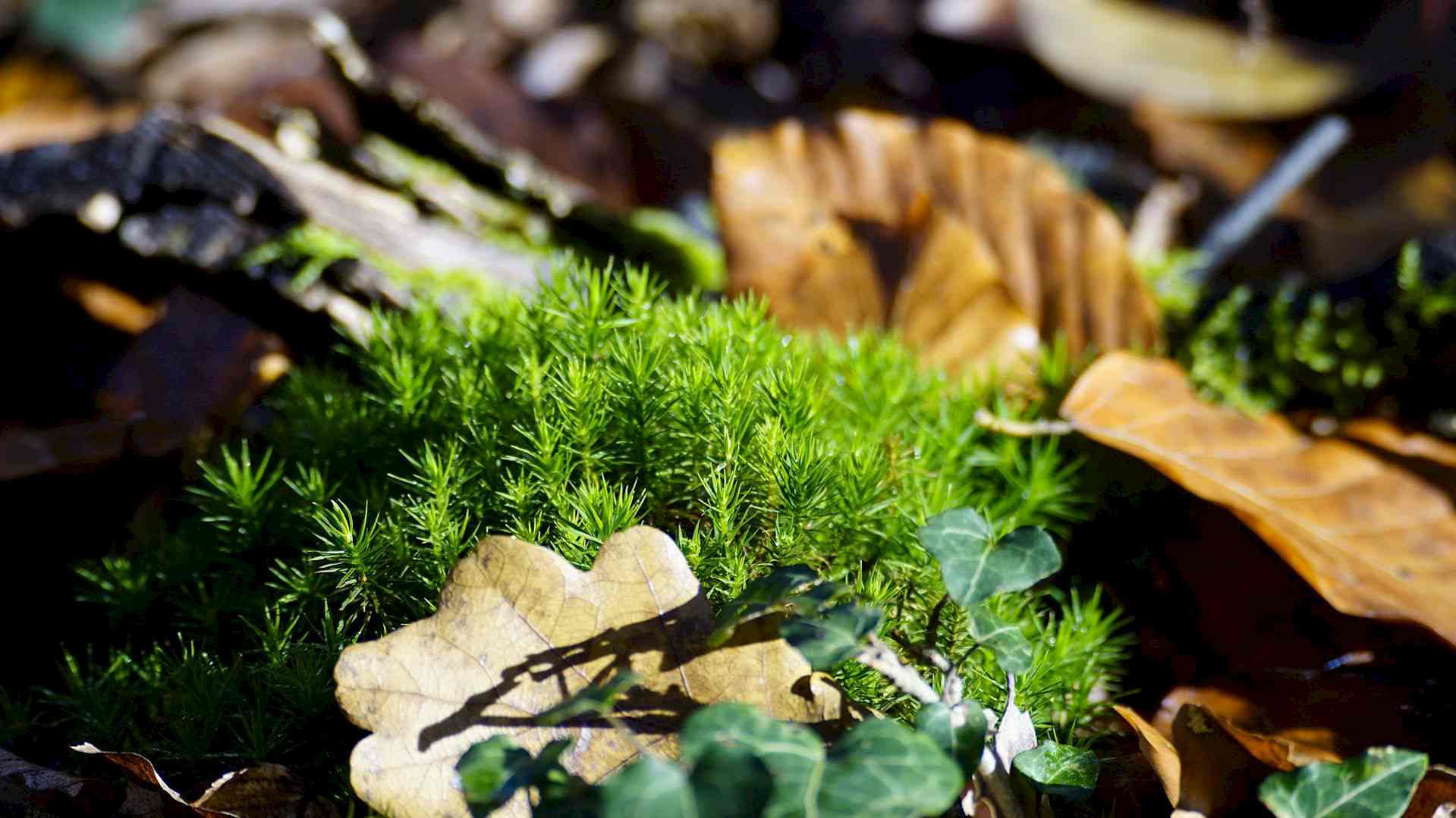 Was macht eigentlich das Goldene Frauenhaarmoos im Sommer? Headerbild