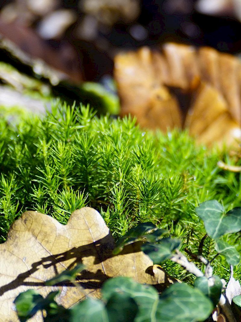 Was macht eigentlich das Goldene Frauenhaarmoos im Sommer?