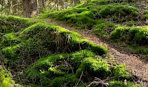 Ein großer Moosteppich. Bemooster Waldboden
