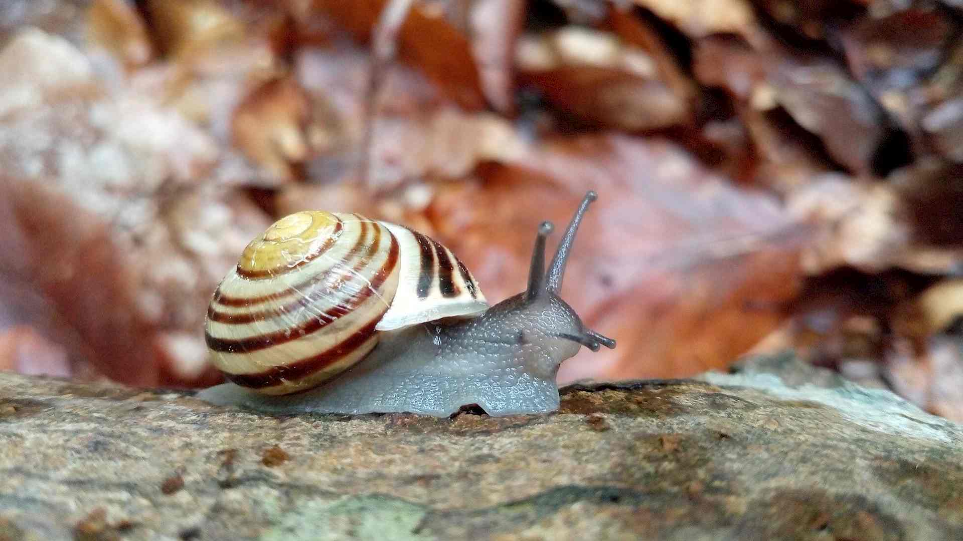 Was macht eigentlich die Bänderschnecke im Sommer? Headerbild