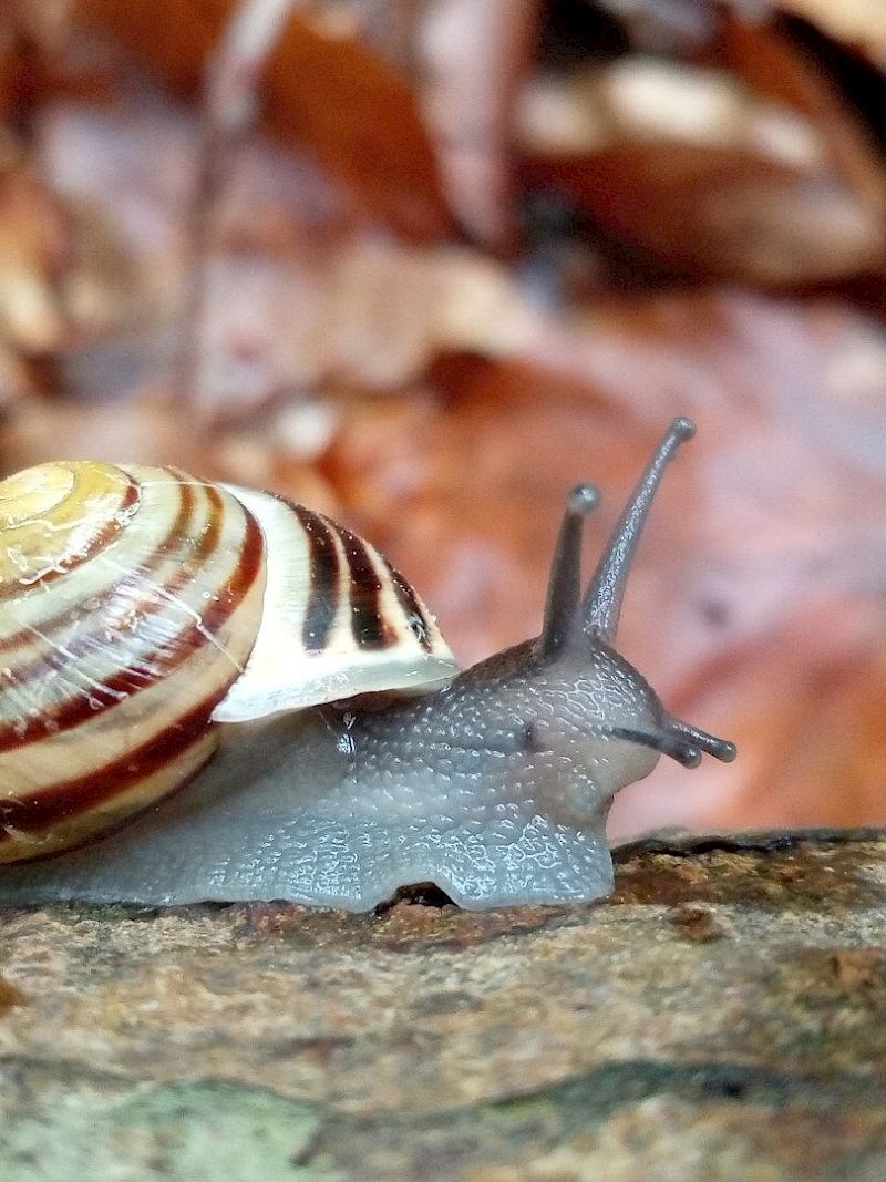 Was macht eigentlich die Bänderschnecke im Sommer?