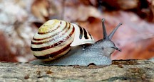 Eine Bänderschnecke an einem Regentag im Wald. Bänderschnecke auf Holzstück