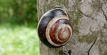 Eine Schwarzmündige Bänderschnecke an einer Hainbuche. Bänderschnecke an Baum