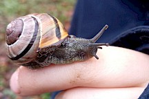 Eine Schwarzmündige Bänderschnecke kriecht über einen Finger. Bänderschnecke auf Finger