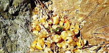 Die Drosselschmiede ist eine Ansammlung von leergefressenen Schneckenhäusern. Aufgebrochene Schneckenhäuser