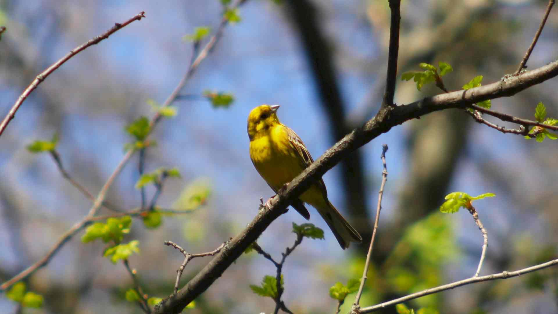 Was macht eigentlich die Goldammer übers Jahr? Headerbild