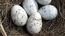 Im Goldammernest liegen weiße Eier mit brauner Musterung. Goldammer Eier