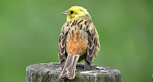 Die Goldammer sieht mit ihrer bräunlichen Rückenzeichnung den Sperlingen ähnlich. Goldammer Rückenansicht