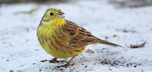 Eine Goldammer sitzt auf einer zugeschneiten Wiese. Golammer im Schnee