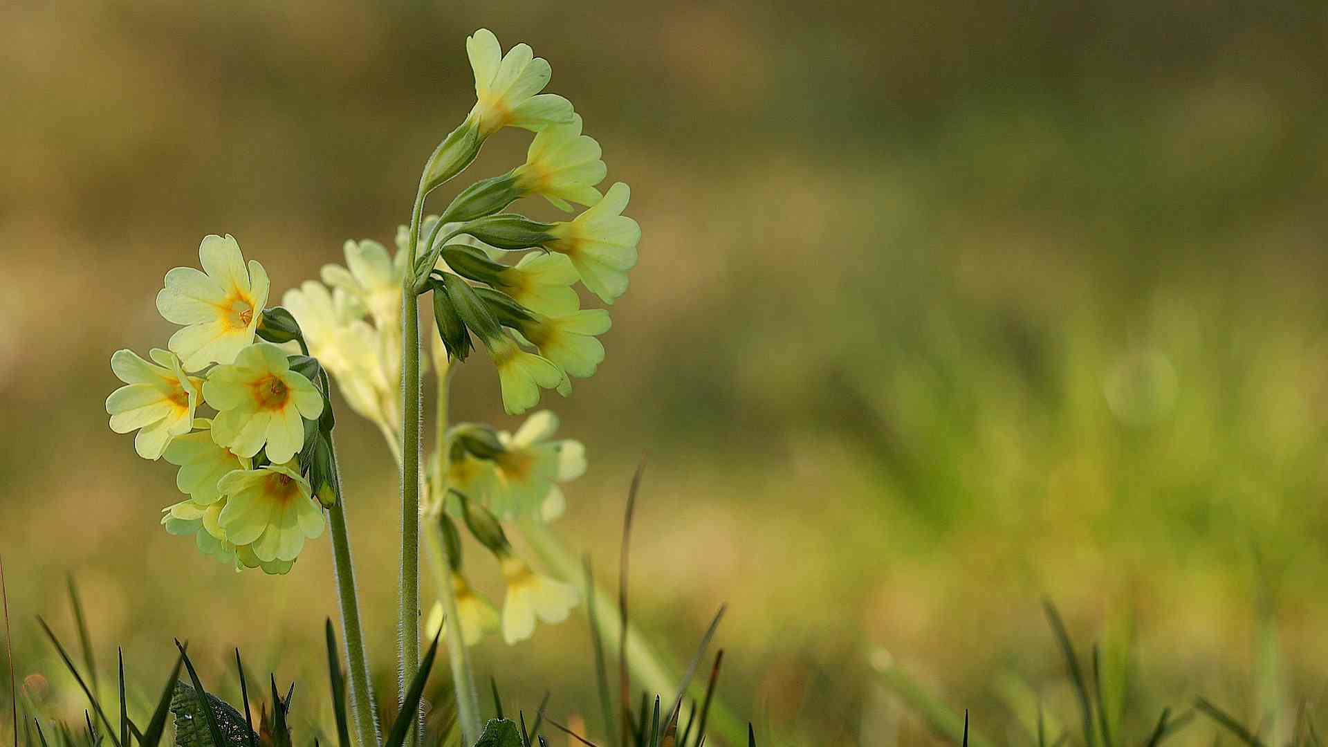 Was macht eigentlich die Wald-Schlüsselblume übers Jahr? Headerbild