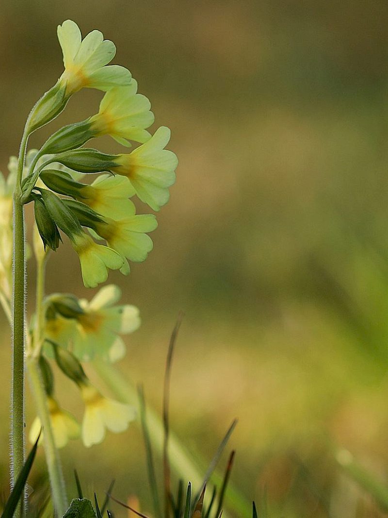 Was macht eigentlich die Wald-Schlüsselblume übers Jahr?