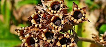 Die reifen Samen der Schlüsselblumen sind schwärzlich gefärbt. Schlüsselblume Samen