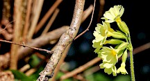 Ihre Blüte erinnert an einen Schlüssel. Schlüsselblume Blüte