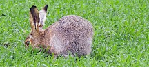 Ein Feldhase frisst Gras. Feldhase frisst