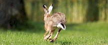 Ein Feldhase rennt über eine Wiese. Feldhase sprintet