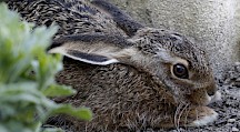 Ein junger Feldhase duckt sich in seine Sasse. Hasenjunges