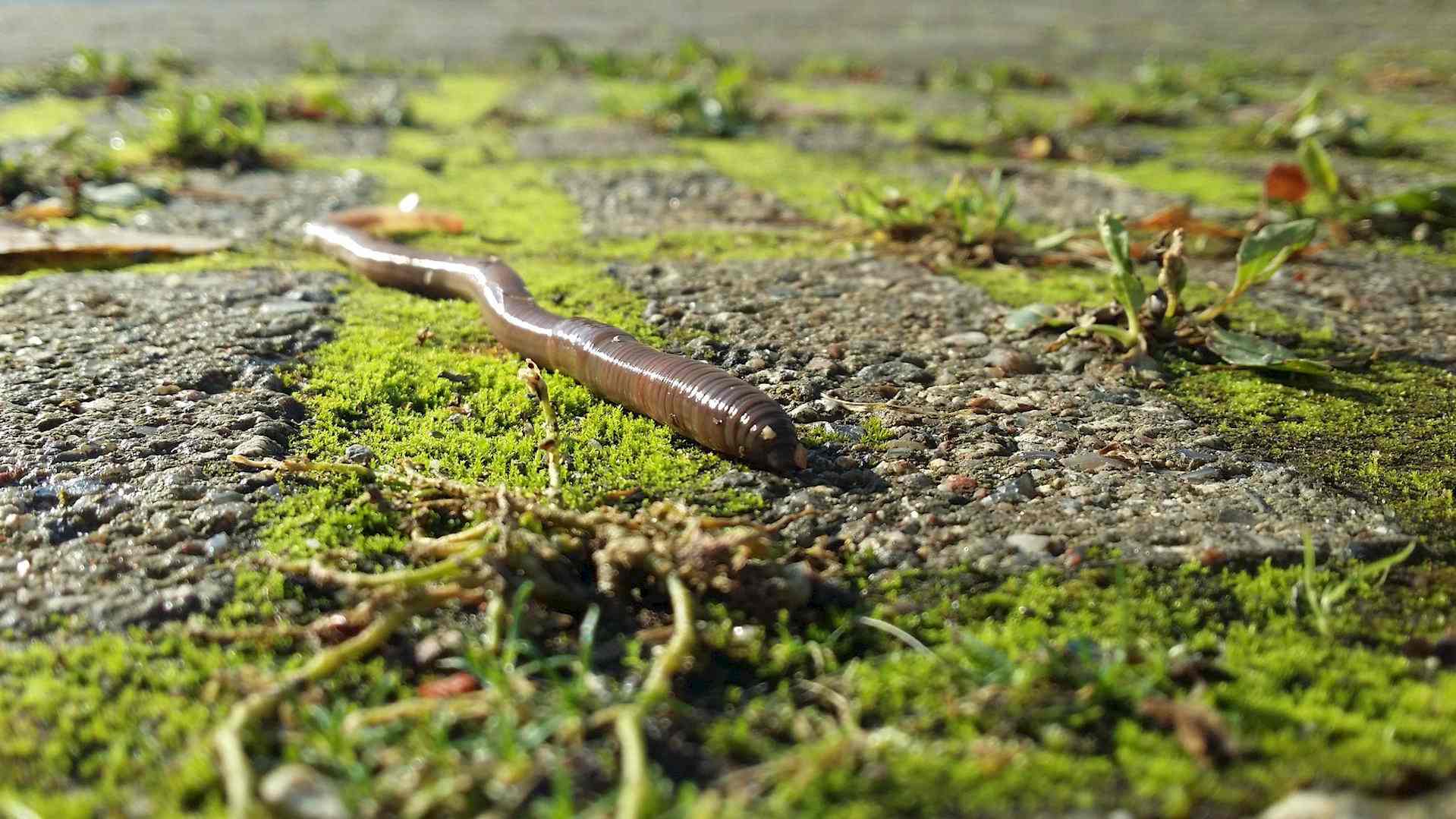 Was macht eigentlich der Gemeine Regenwurm übers Jahr? Headerbild