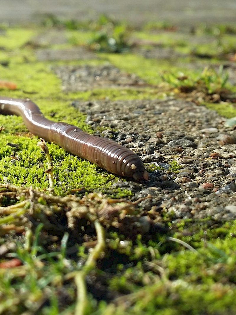 Was macht eigentlich der Gemeine Regenwurm übers Jahr?