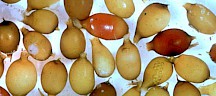 Die Eier des Regenwurms sind gelblich und erinnen an Apfelkerne. Regenwurm Eier