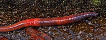 Dieser Regenwurm ist bereits geschlechtsreif. Regenwurm