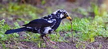 Ein Amselmännchen zerrt einen Regenwurm aus dem Boden. (Weiße Federn bei Amseln sind eine Seltenheit.) Amsel frisst Regewurm
