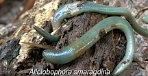 Ein Smaragdgrüner Regenwurm auf einem Stück Totholz. Grüner Regenwurm
