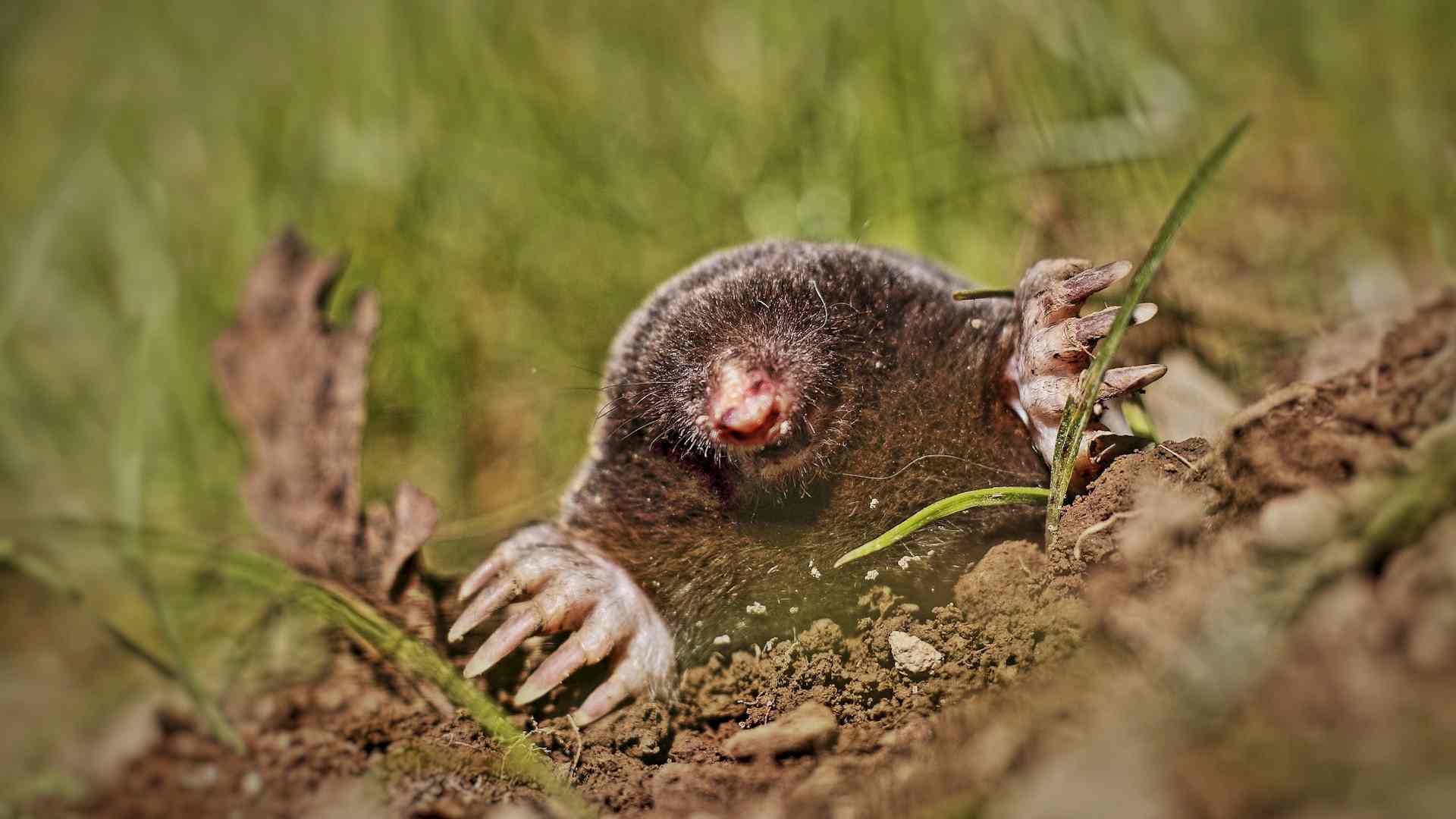 Was macht eigentlich der Europäische Maulwurf übers Jahr? Headerbild