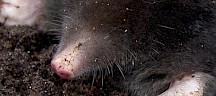 Der Maulwurf kann seine Nasenlöcher schließen, damit kein Dreck hineinkommt. Maulwurf Nase