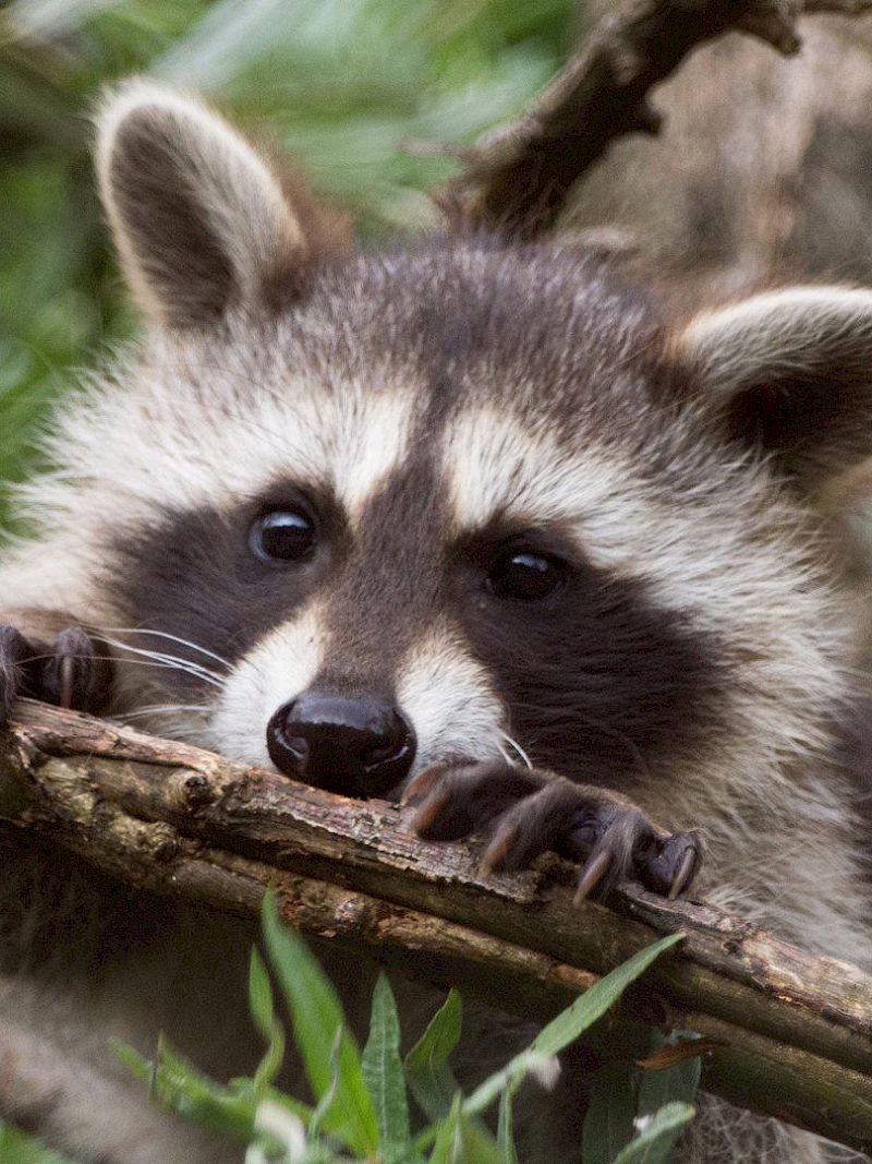 Was macht eigentlich der Waschbär übers Jahr?