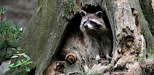 Ein Waschbär schaut aus einer Wurzelhöhle heraus. Waschbär in Baumhöhle