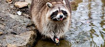 Ein Waschbär betastet im Wasser seine Beute. Waschbär am Wasser