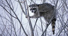 Ein Waschbär klettert in einer Baumkrone herum. Waschbär im Baum
