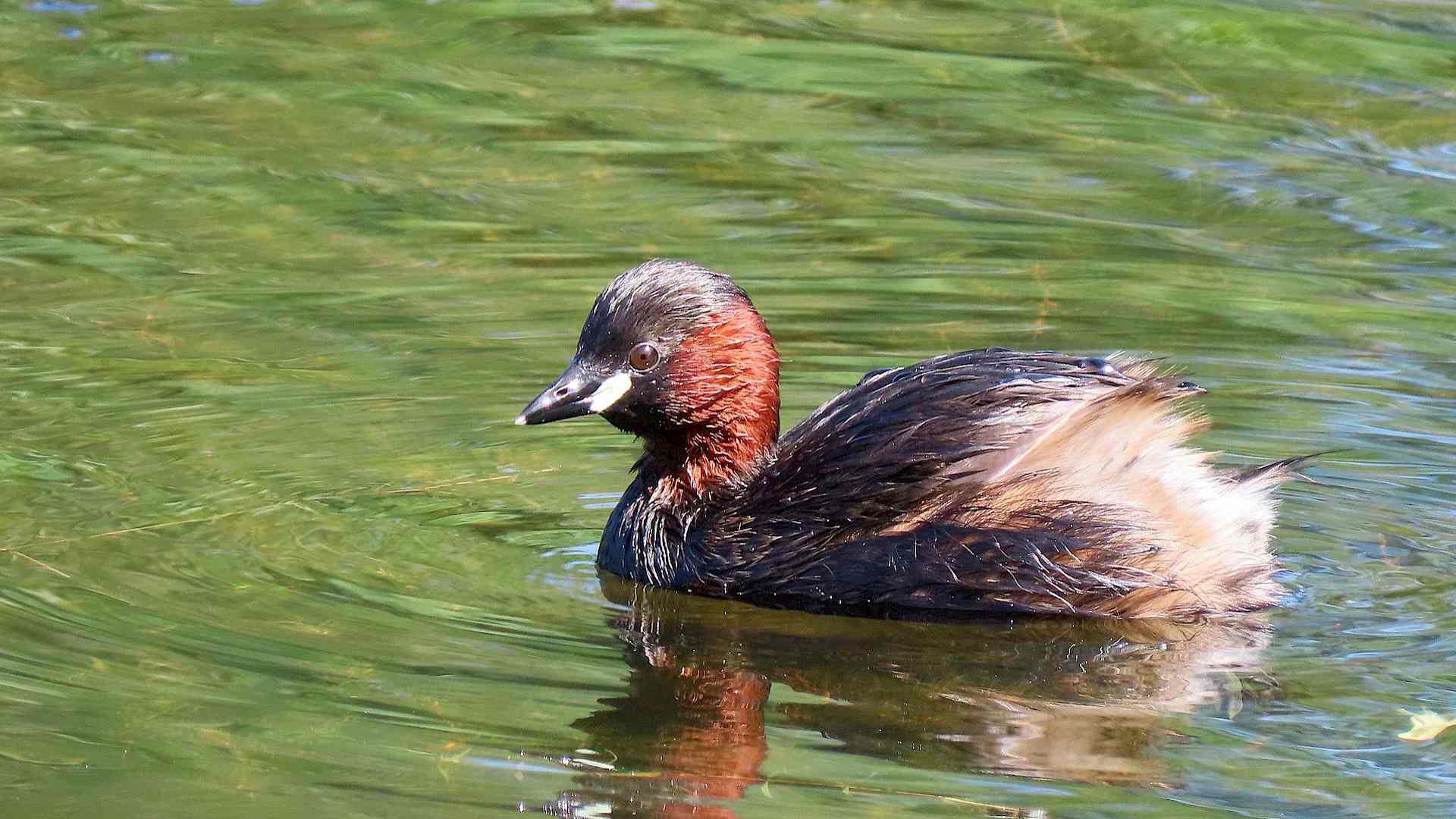 Was macht eigentlich der Zwergtaucher übers Jahr? Headerbild