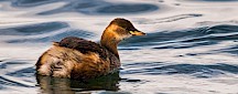 Ein Zwergtaucher schwimmt in einem See. Zwergtaucher im Wasser