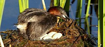 Ein Zwergtaucher schaut sich seine Eier im Nest an. Zwergtaucher mit Nest