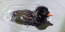 Ein Kücken des Zwergtauchers schwimmt im Wasser. Zwergtaucher Küken