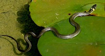 Eine Ringelnatter schwimmt an Seerosenblättern vorbei. Ringelnatter schwimmt