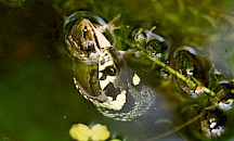 Eine Ringelnatter erbeutet von unten einen Frosch. Ringelnatter erbeutet Frosch