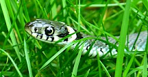 Eine Ringelnatter schlängelt durchs Gras. Ringelnatter im Gras