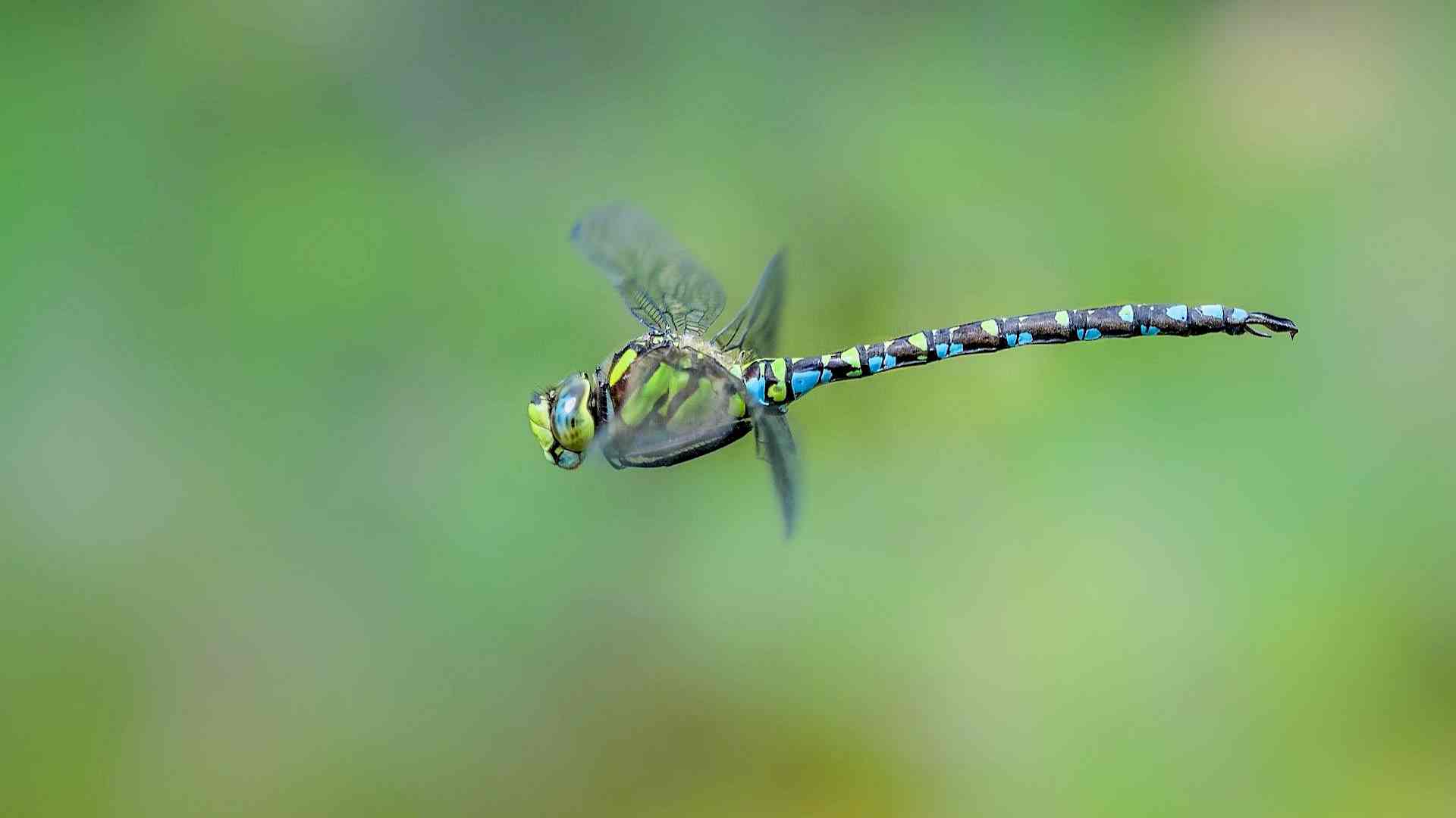 Was macht eigentlich die Blaugrüne Mosaikjungfer übers Jahr? Headerbild