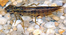 Die Larve einer Mosaikjungfer am Grund eines Gewässers. Mosaikjungfer Larve