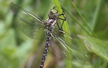 Eine Libelle sitzt an einem Halm mit ausgebreiteten Flügeln. Libelle an Halm