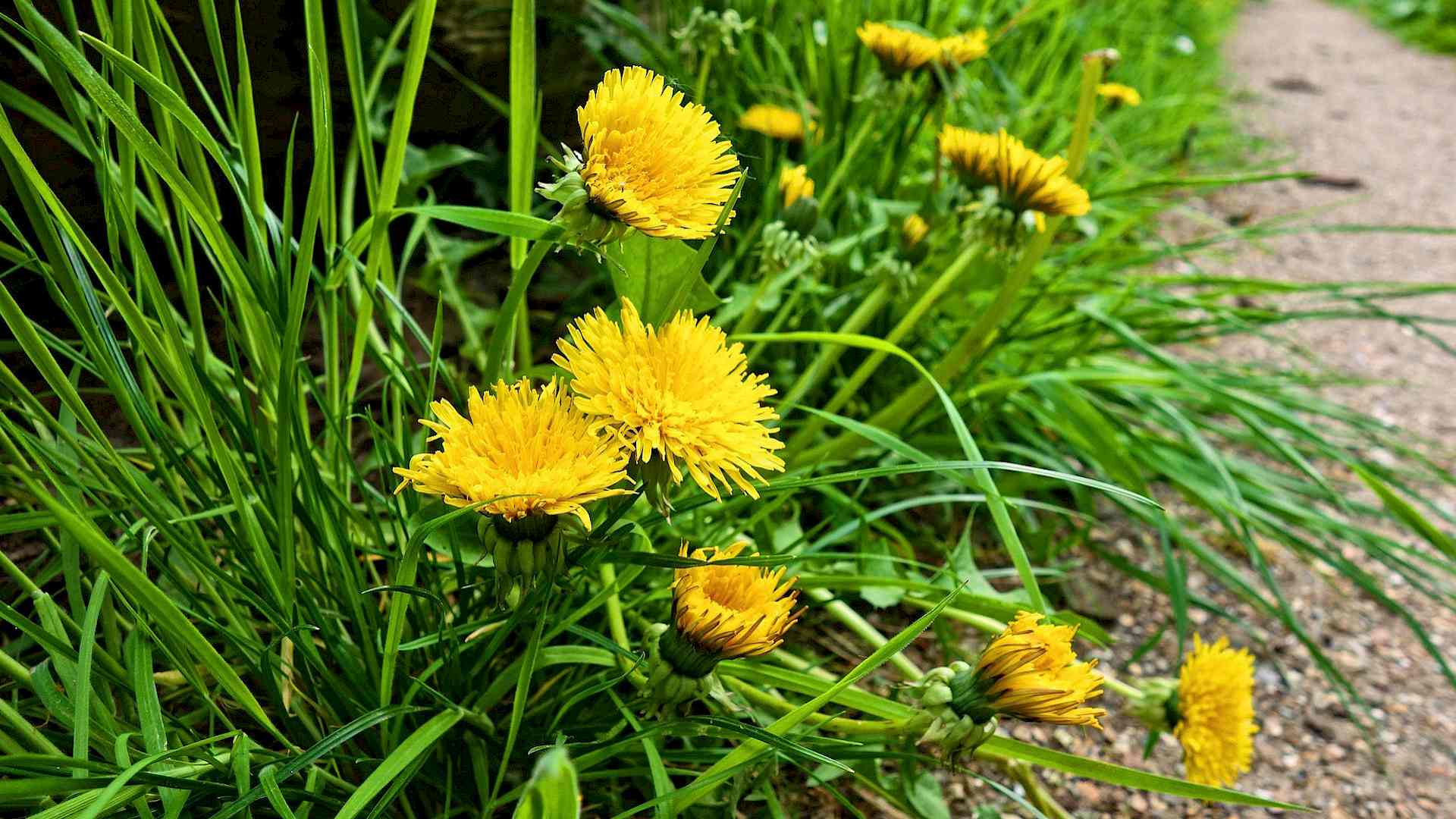 Was macht eigentlich der Gewöhnliche Löwenzahn im Frühling? Headerbild
