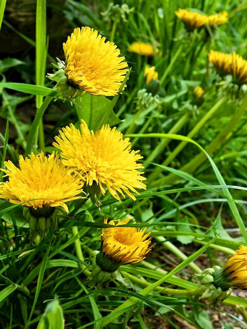 Was macht eigentlich der Gewöhnliche Löwenzahn im Frühling?